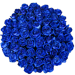 31 синяя роза